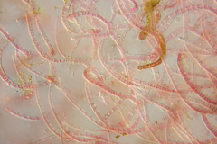 Haloplegma preissii