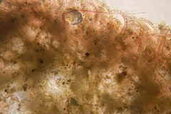 Haloplegma preissii