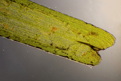 Zostera nigricaulis