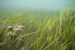 Zostera nigricaulis