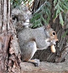 Sciurus carolinensis