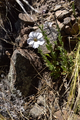 Petunia axillaris subandina