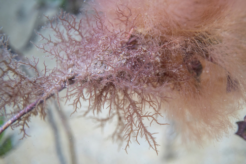 Mychodeaceae