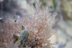 Mychodea spinulifera