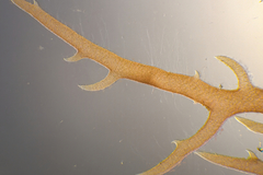 Mychodea spinulifera