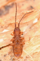 Uleiota truncata