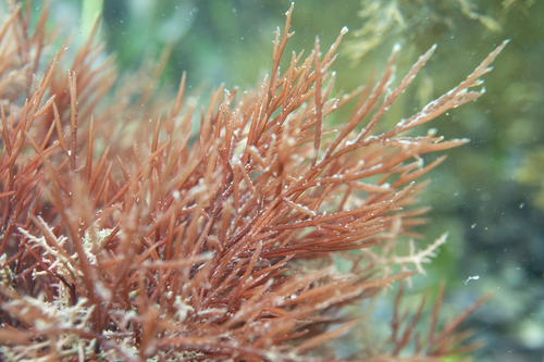 Areschougiaceae