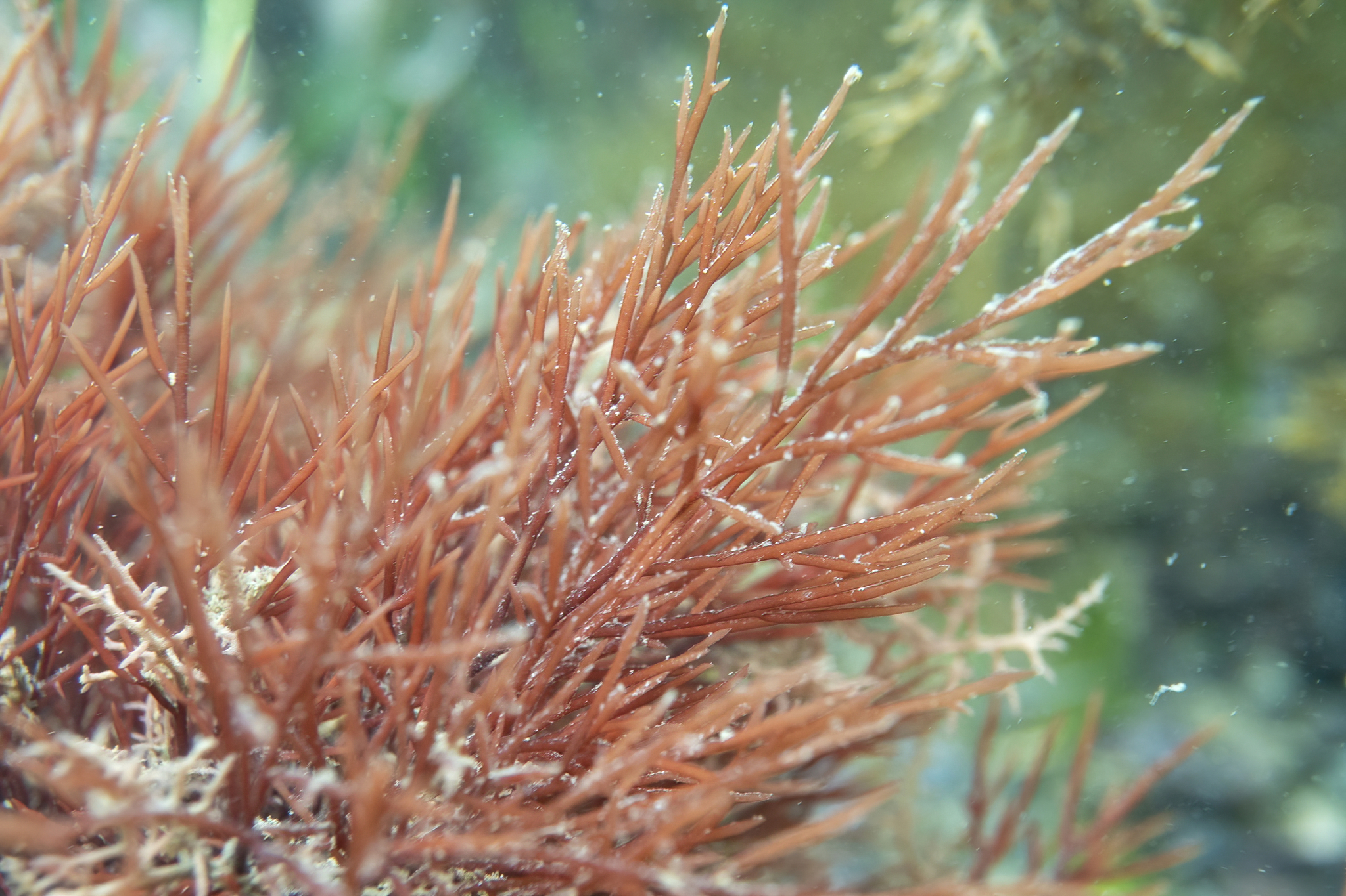 Areschougiaceae