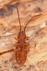 Uleiota truncata