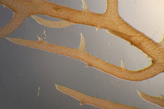 Mychodea spinulifera