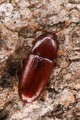 Cerylon unicolor