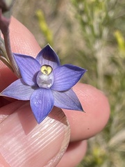 Thelymitra holmesii