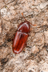 Cerylon unicolor