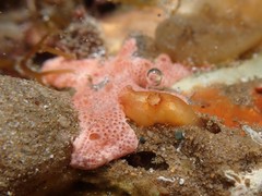 Pyuridae