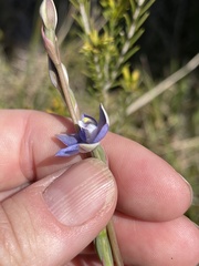 Thelymitra holmesii