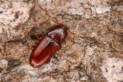 Cerylon unicolor