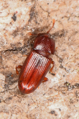 Cerylon unicolor