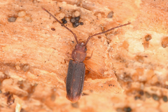 Uleiota truncata