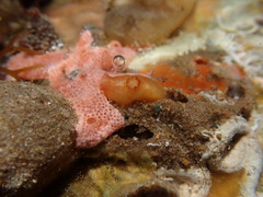 Pyuridae