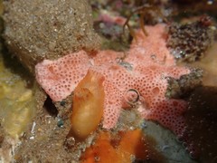 Pyuridae