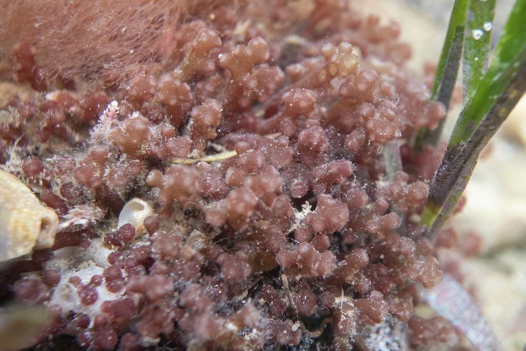 Chondrophycus