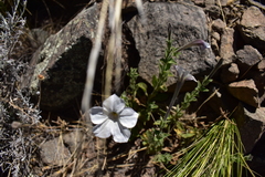 Petunia axillaris subandina