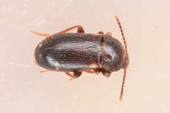 Mycetophagus pluriguttatus