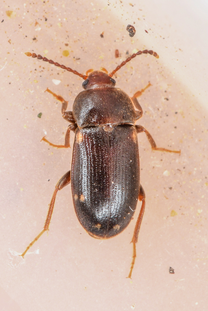 Mycetophagus pluriguttatus
