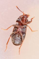 Mycetophagus pluriguttatus