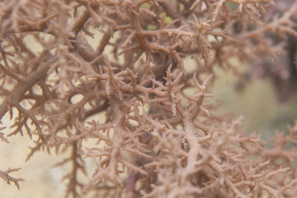 Crouanioideae