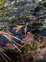 Gloeophyllum odoratum