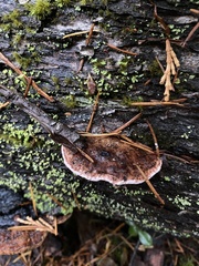 Gloeophyllum odoratum