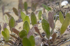 Halophila australis