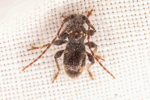 Hairy Borer photo 4