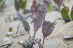 Hydrolithon cymodoceae