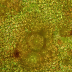 Hydrolithon cymodoceae