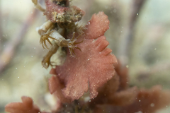 Haloplegma preissii