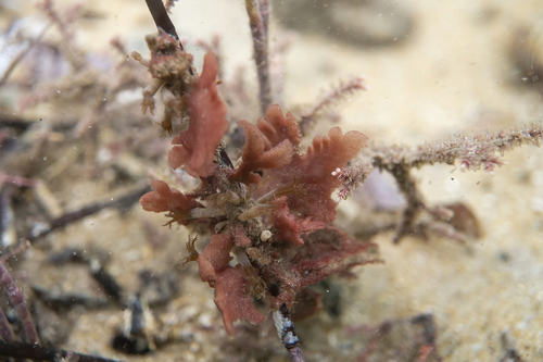 Haloplegma preissii, 2021-10-22