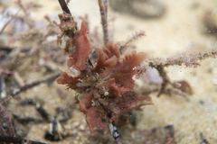 Haloplegma preissii
