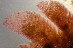 Haloplegma preissii