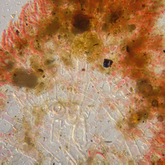 Haloplegma preissii