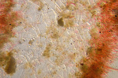 Haloplegma preissii