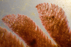 Haloplegma preissii