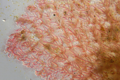 Haloplegma preissii