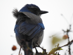 Aphelocoma californica