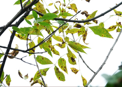 Fraxinus pennsylvanica