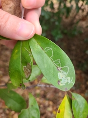 Parectopa bumeliella