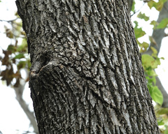 Fraxinus pennsylvanica