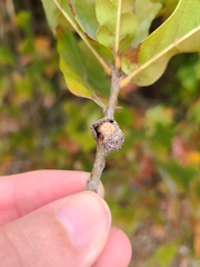 Kermesidae