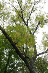 Fraxinus pennsylvanica